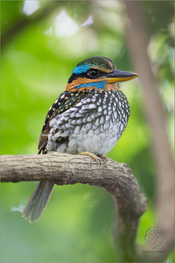 Spotted Wood Kingfisher (male)