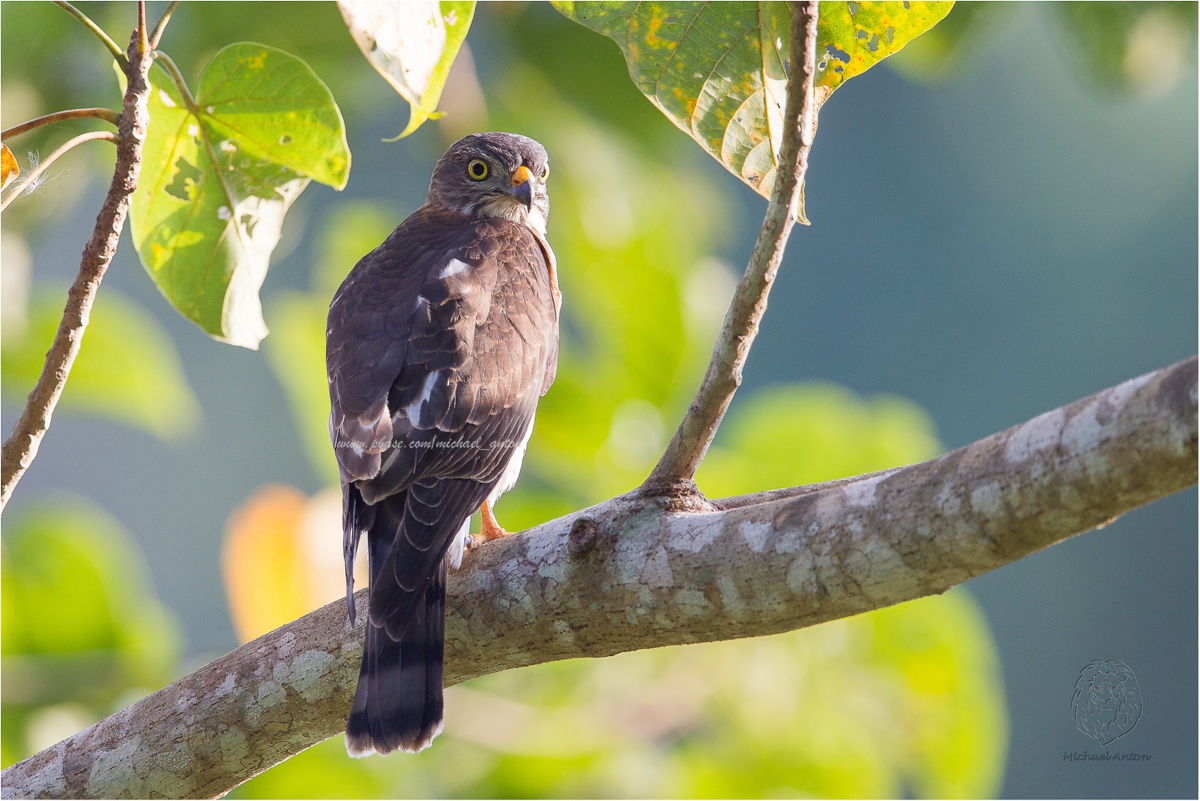 Goshawk, Chinese <i>(Accipiter soloensis)<i/>