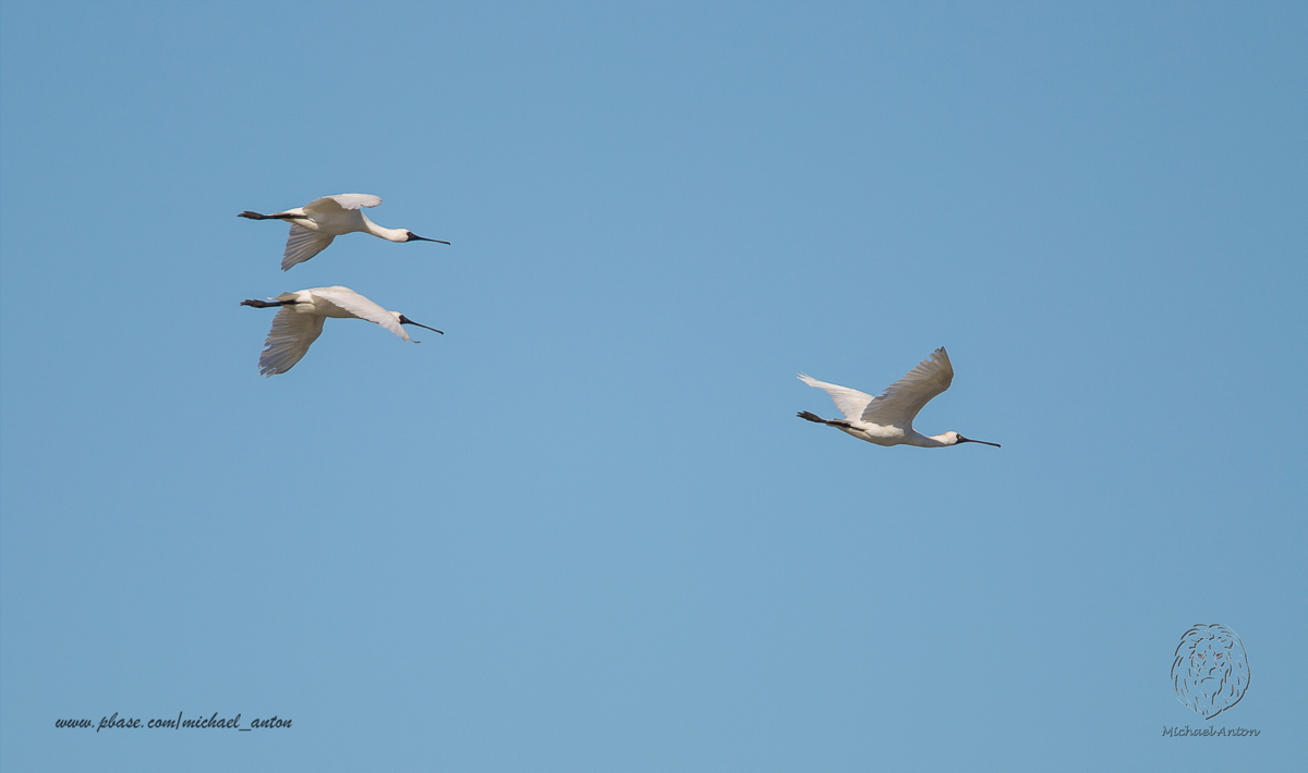 Black-faced Spoonbill  (Platalea minor)