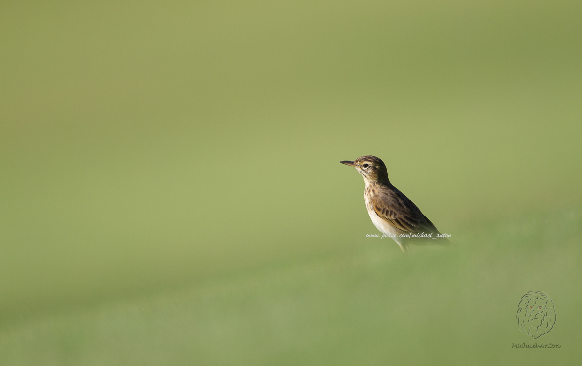 Paddyfield Pipit <i>( Anthus novaeseelandiae)<i/>