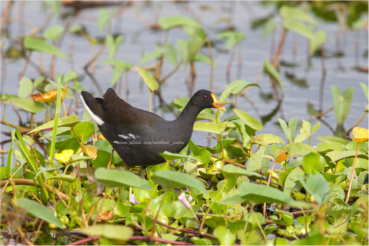 Common Moorhen <i>(Gallinula chlorospus)<i/>