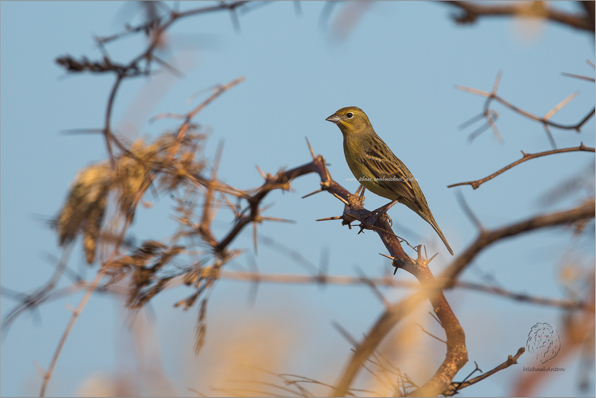 Yellow Bunting <I> (Emberiza sulphurata) <I/>