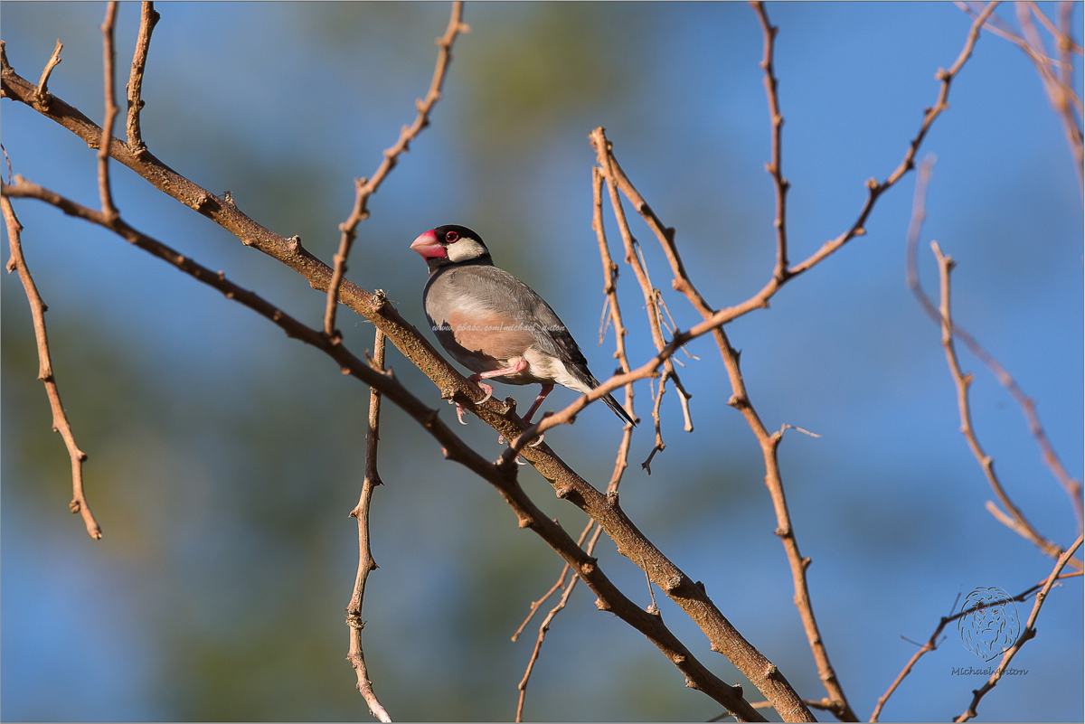 Java Sparrow <i> (Padda oryzivora) <i/>