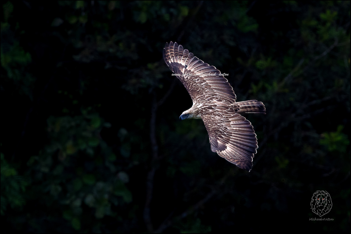 Philippine Eagle <i>(Pithecophaga jefferyi)<i/>