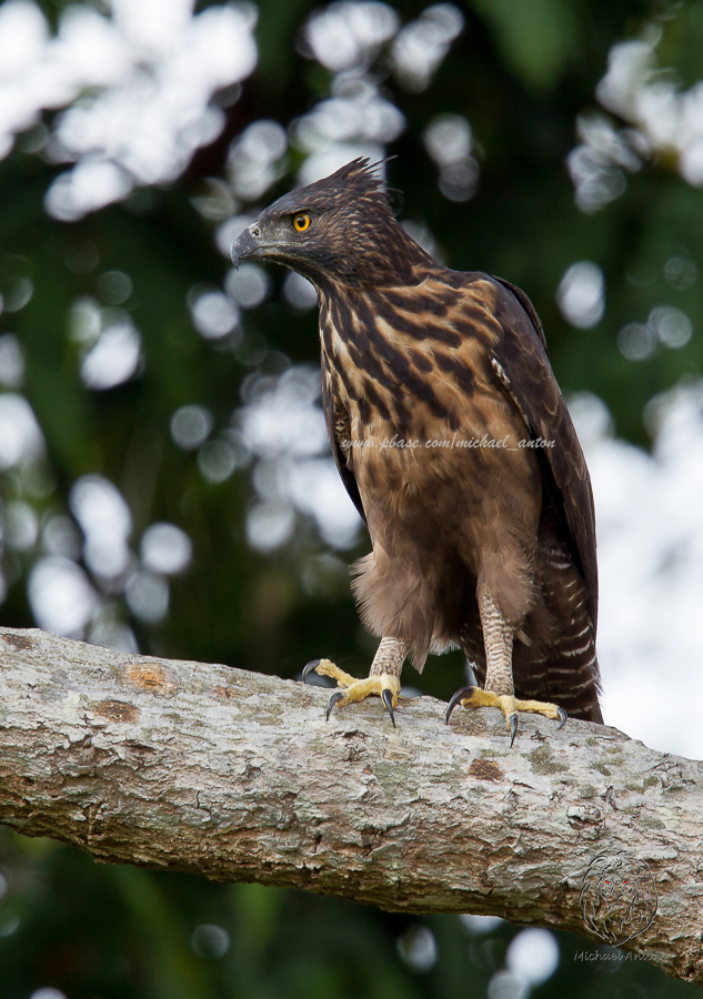 Philippine Hawk-Eagle <i>(Nisaetus philippensis)<i/>