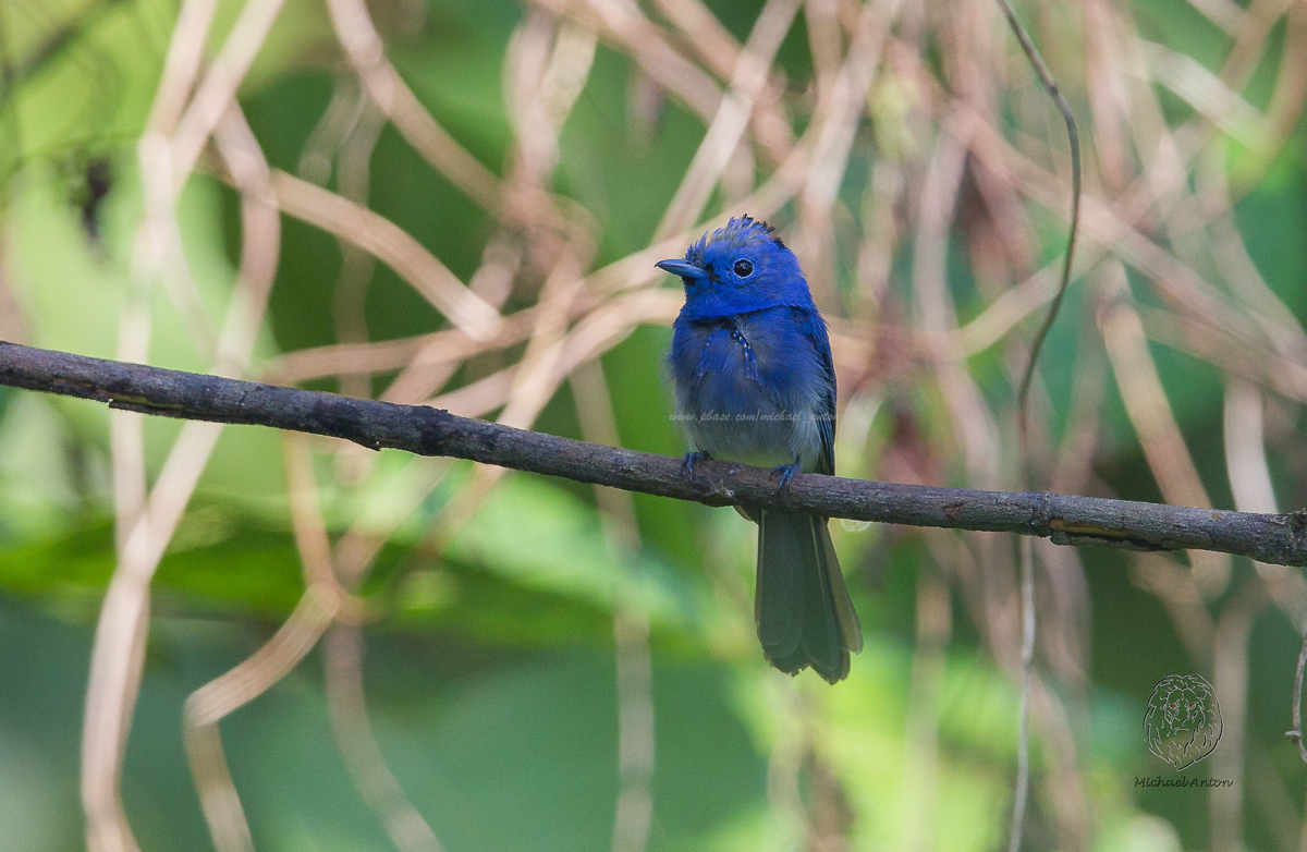 Black-naped Monarch (male) <i>(Hypothymis azurea)<i/>