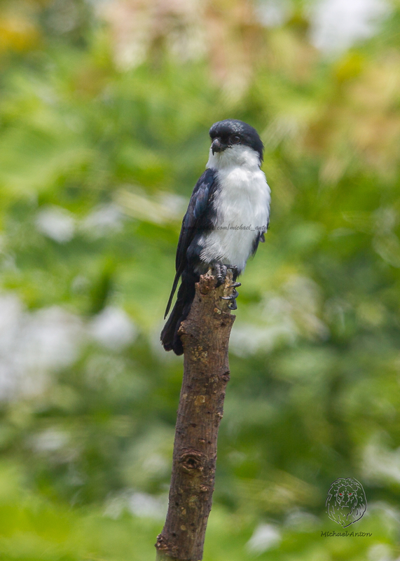 Philippine Falconet <i>(Microhierax erythrogenys)<i/>