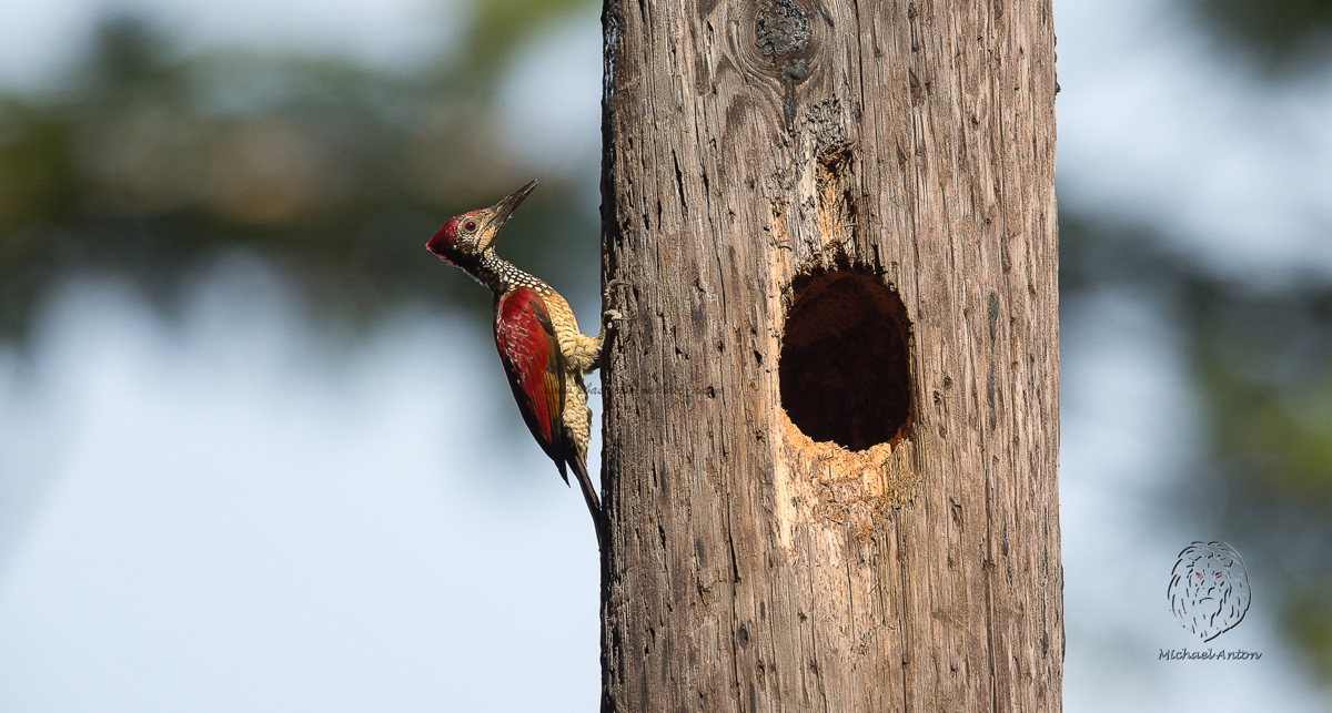 Luzon Flameback (male) <i>(Chrysocolaptes haematribon)<i/>