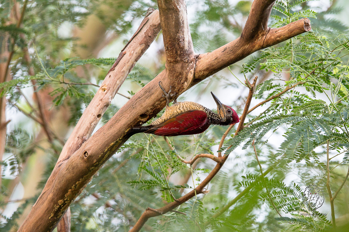 Luzon Flameback (male) <i>(Chrysocolaptes haematribon)<i/>