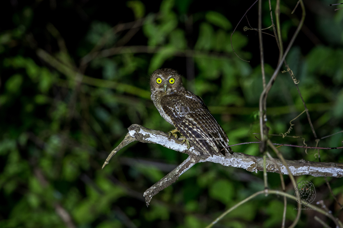 Mindoro Hawk-Owl <i>(Ninox mindorensis)<i/>