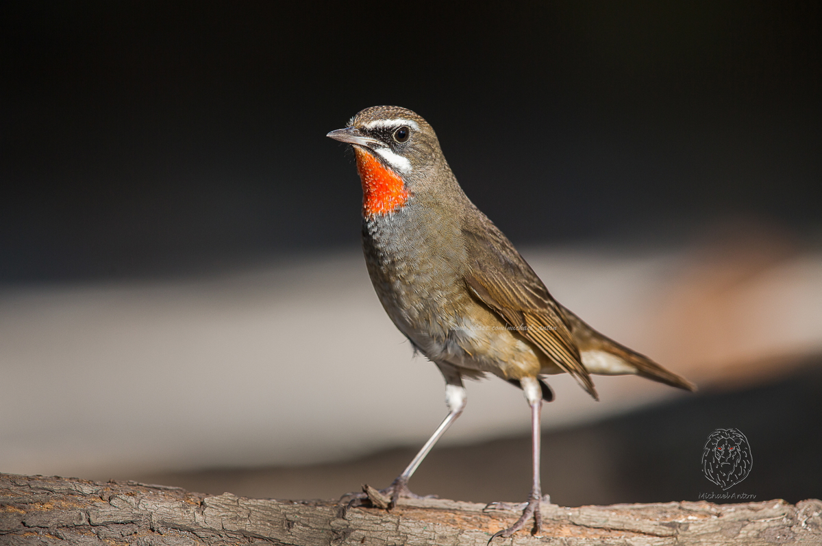 Siberian Rubythroat <i> (Luscinia calliope) <i/> (male)