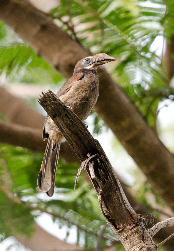 Luzon Hornbill (female) (Penelopides manillae)