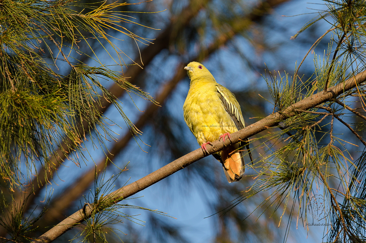 Philippine Green Pigeon <i>(Treron axillaris)<i/>