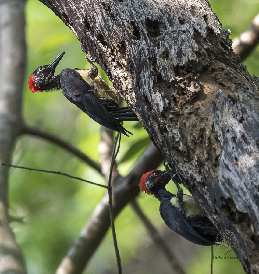 White-bellied Woodpecker (male and female) <i>(Dryocopus javensis)<i/>