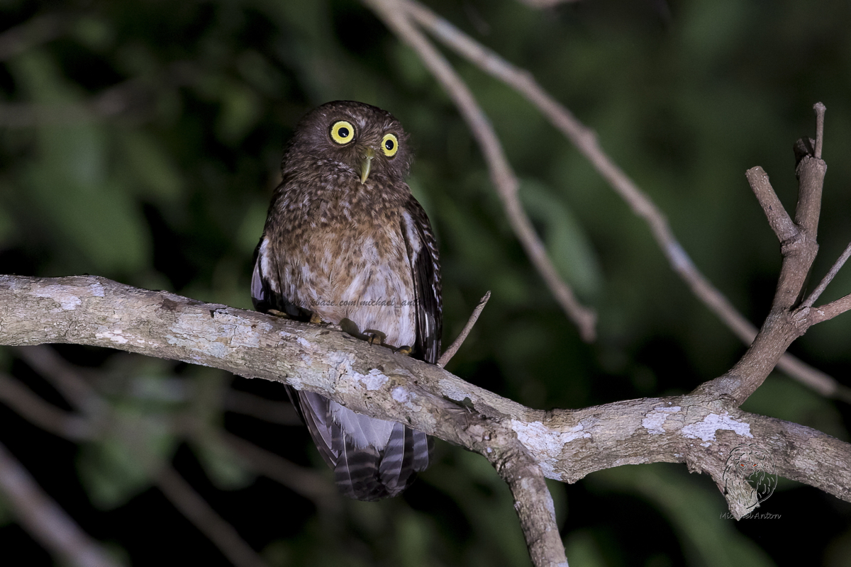Romblon Hawk-Owl <i>(Ninox spilonota fisheri)<i/>
