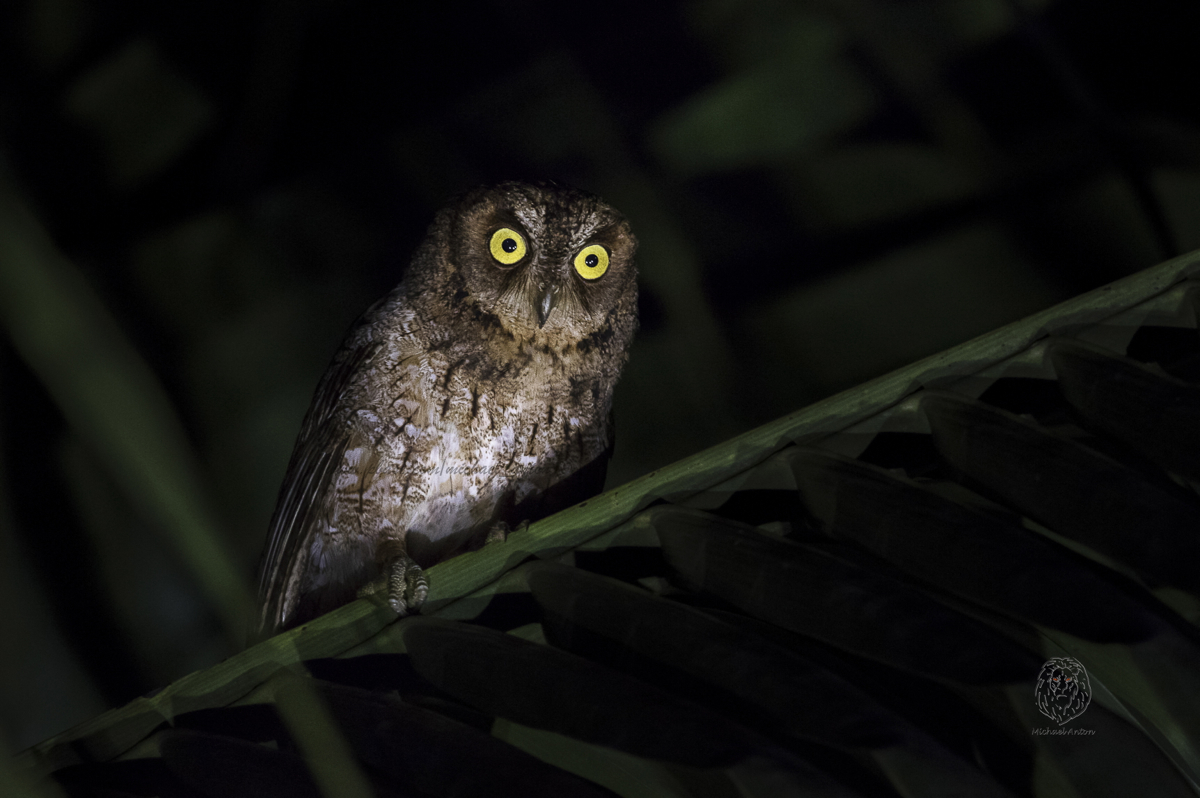 Mantanani Scops-Owl <i>(Otus mantananensis)<i/>