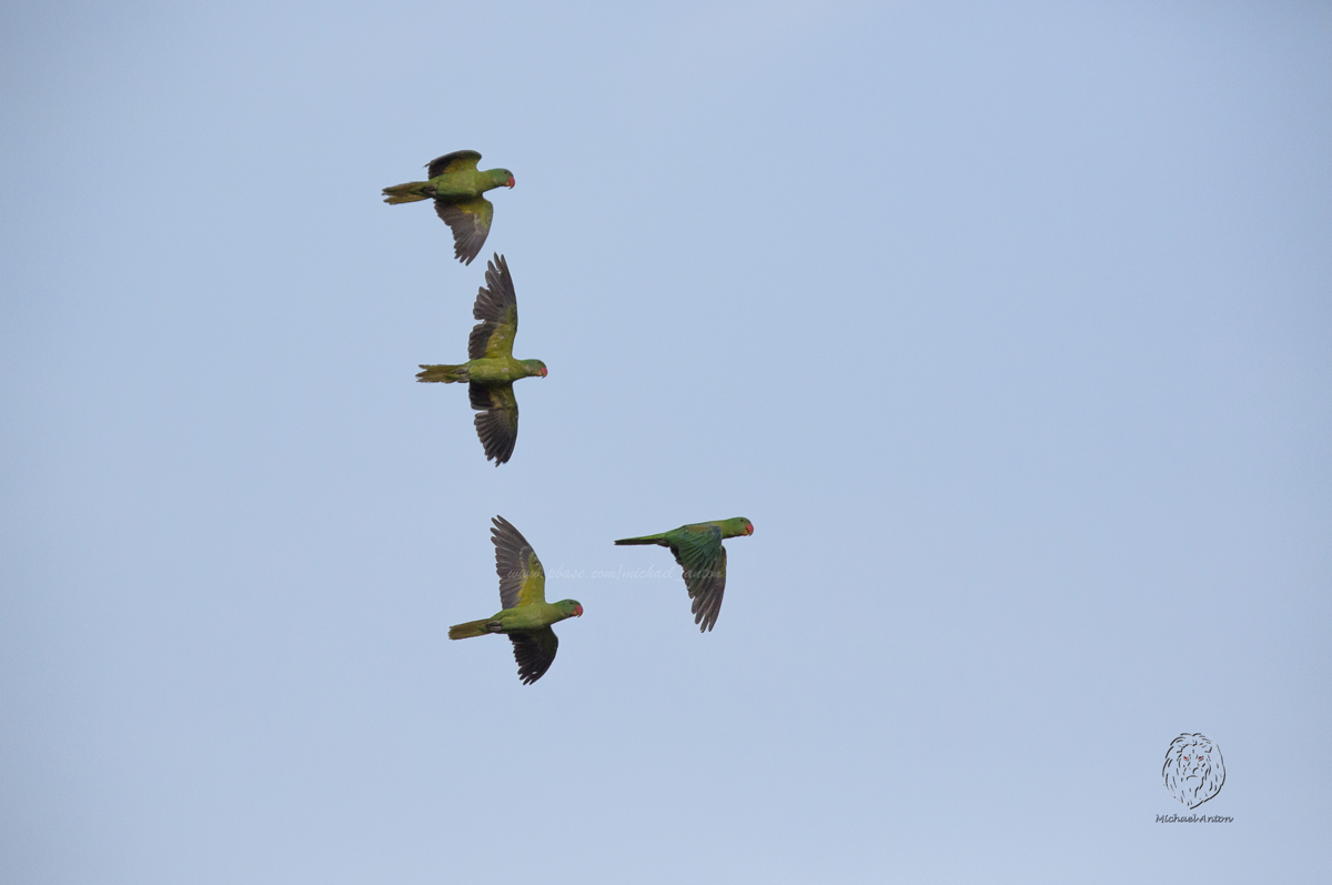 Blue-naped Parrot <i>(Tanygnathus lucionensis)<i/>