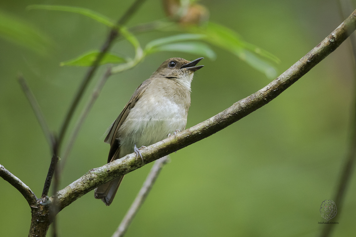 White-throated Jungle-flycatcher <i>(Vauriella albigularis)<i/>