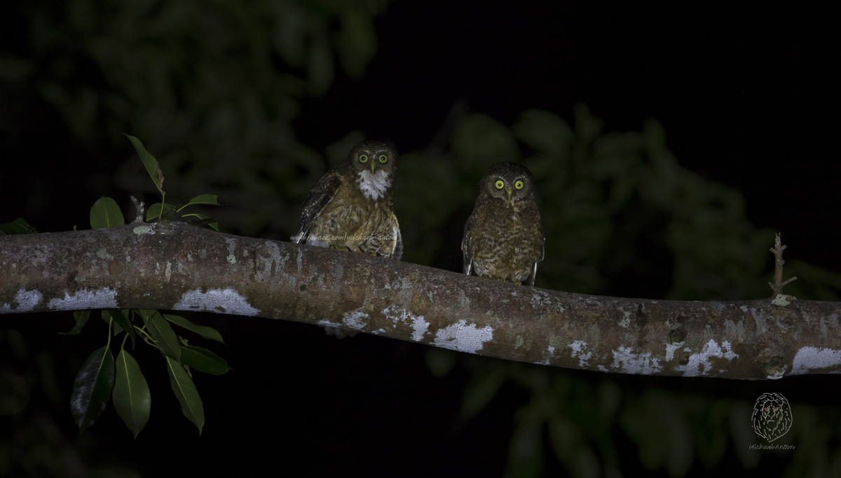 Cebu-Hawk Owl <i>(Ninox rumseyi)<i/>