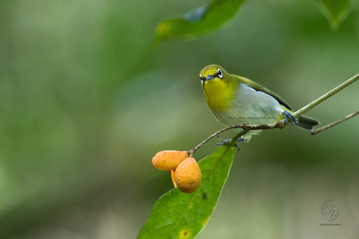Mountain White-Eye <i>(Zosterops montanus)<i/>