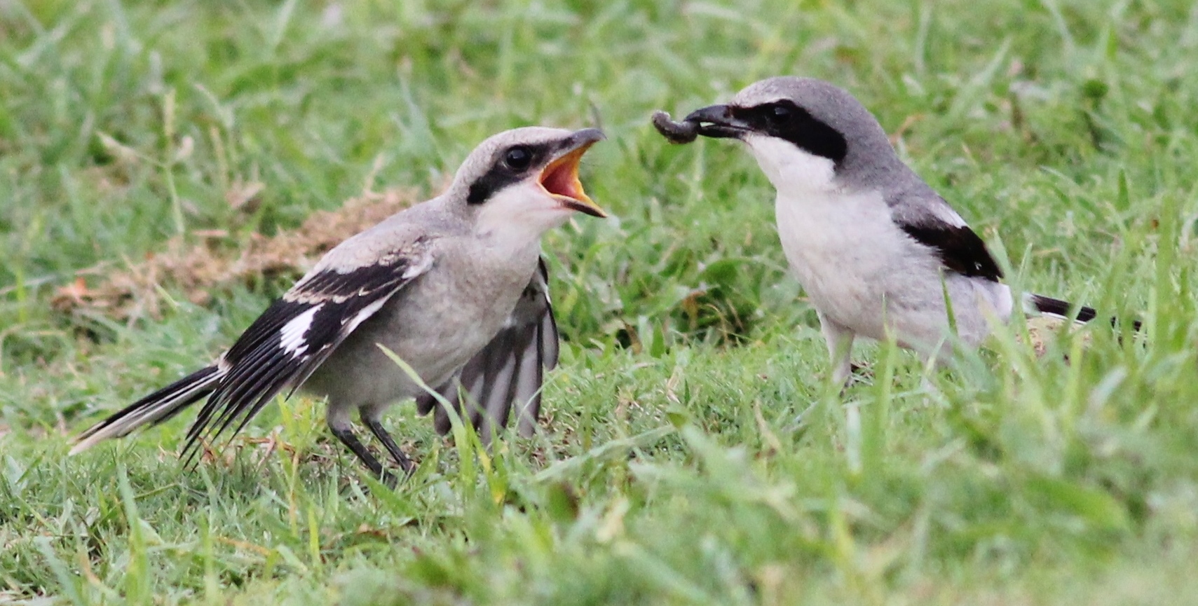 Loggerhead Shrike Feeding Its Fledgling!