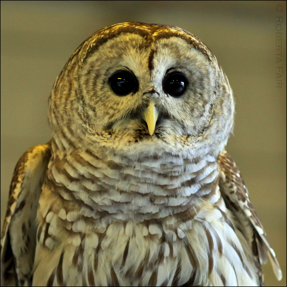 Birds of Prey Demonstration at Lake George RV Park