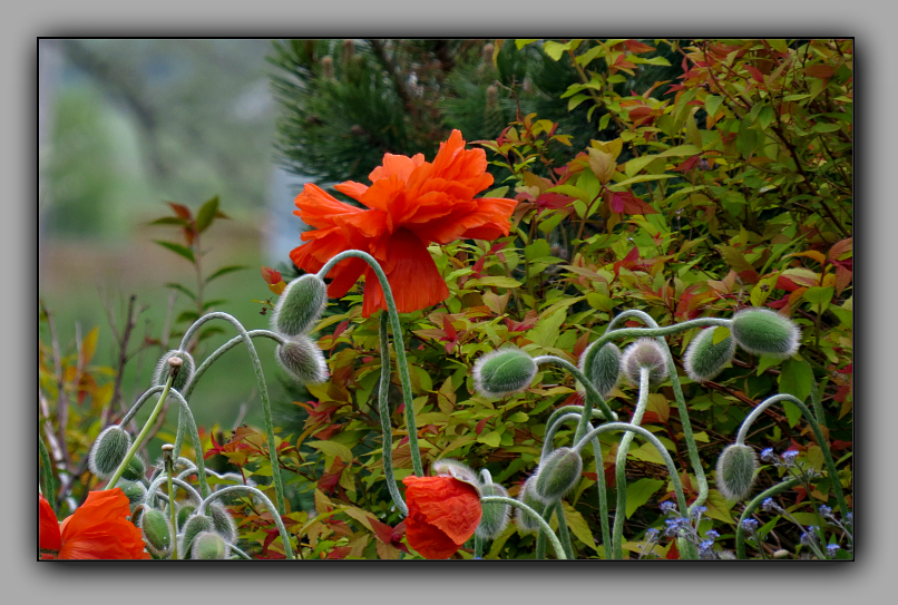 Poppies Popping