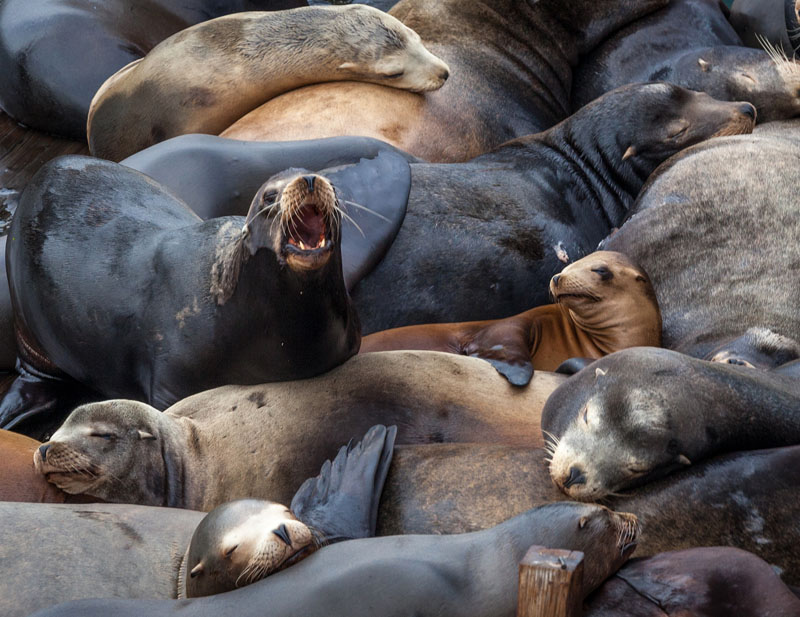 Monterey Seals 02.jpg
