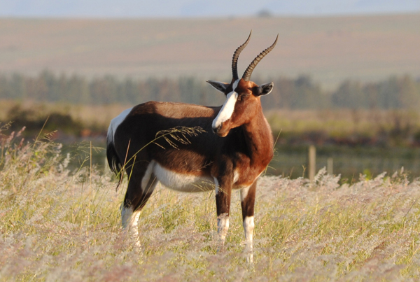Bontebok National Park is home to around 200 of the animals