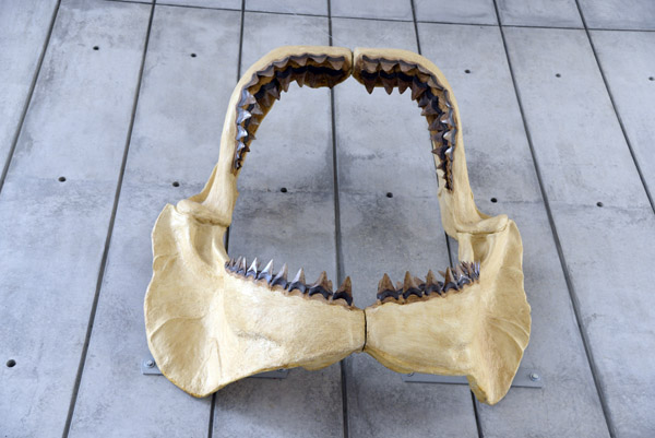Jaws of a Megatooth Shark (Carcharodon megalodon) - up to 15m long