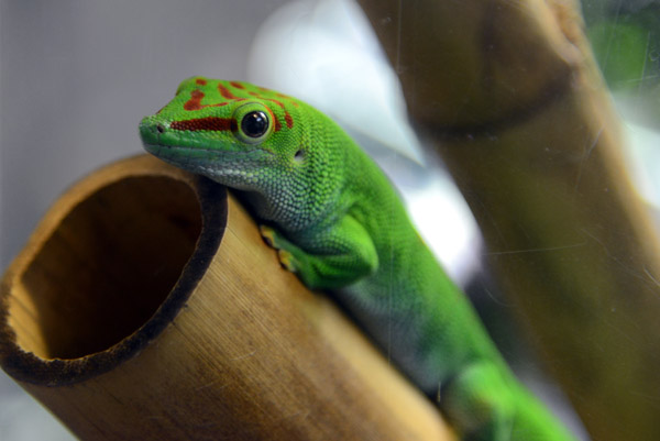 Madagascar giant day gecko (Phelsuma grand is)