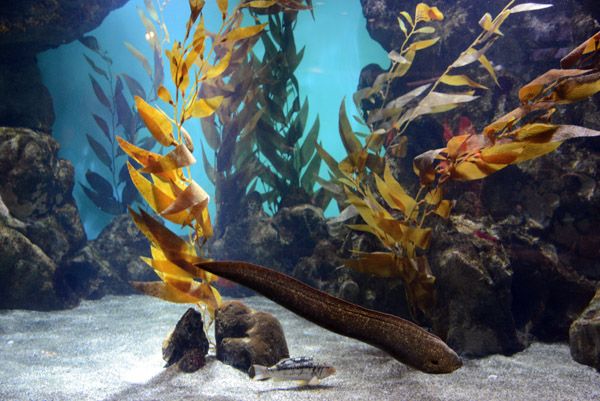 Moray eel - Steinhart Aquarium 