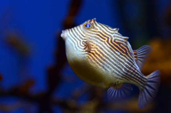 Ornate cowfish (Aracana ornata)