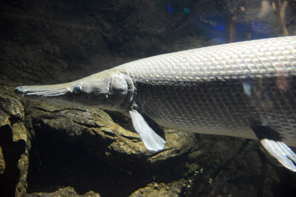 Alligator gar (Atractosteus spatula)