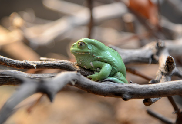 Waxy monkey tree frog (Phyllomedusa sauvagii)