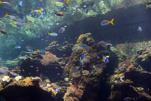 Philippine Coral Reefs - Steinhart Aquarium