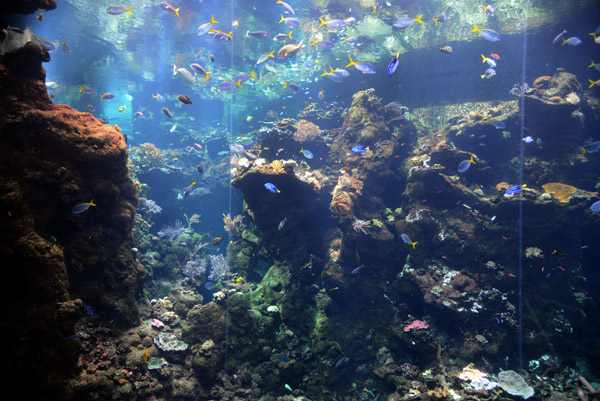 Philippine Coral Reefs - Steinhart Aquarium