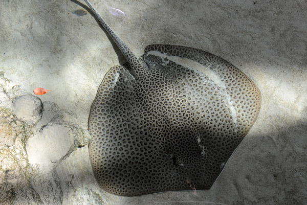 Honeycomb ray (Himantura uarnak)