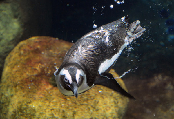 African Penguin diving