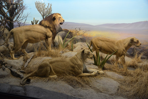 Lions (Panthera leo) 