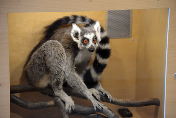 Ringtail Lemur (Lemur catta) 