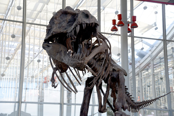 Tyrannosaurus Rex fossil