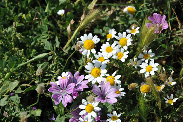 Spring flowers, Djmila