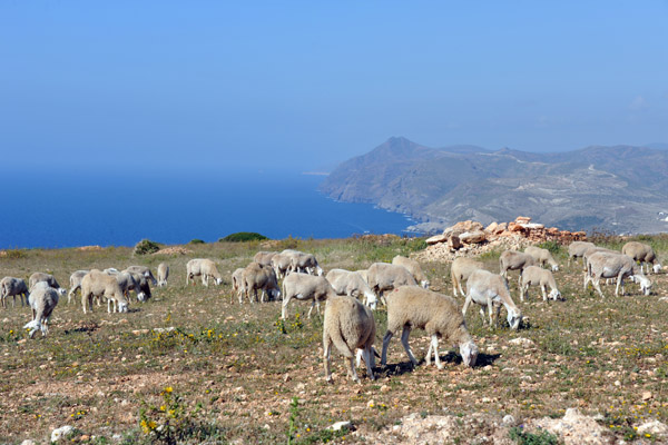 Sheep grazing with a view - Cap Figalo