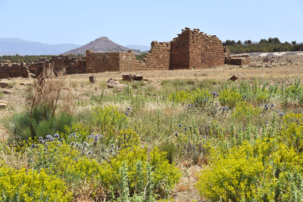 Cross the field of weeks to visit the Byzantine Fort south of the ancient city of Timgad