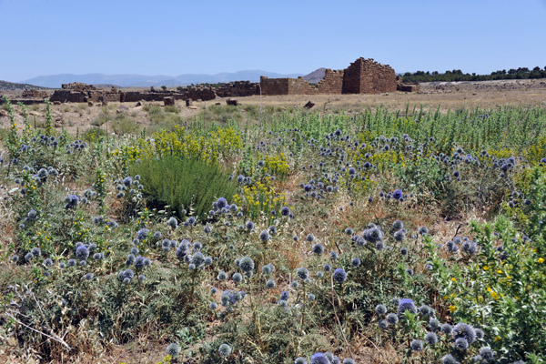 Timgad has some beautiful purple wildflowers