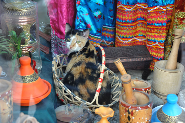 Kitty in a shop window, Rue Lari Ben M'Hidi