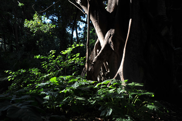 Deep shade beneath the tropical canopy of the ficus forest, Jardin a l'Anglaise