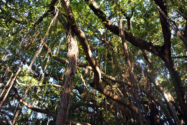 Ficus forest, Jardin de l'Anglaise