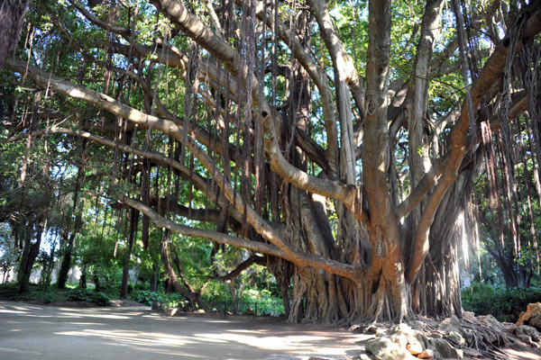 Ficus forest, Jardin de l'Anglaise
